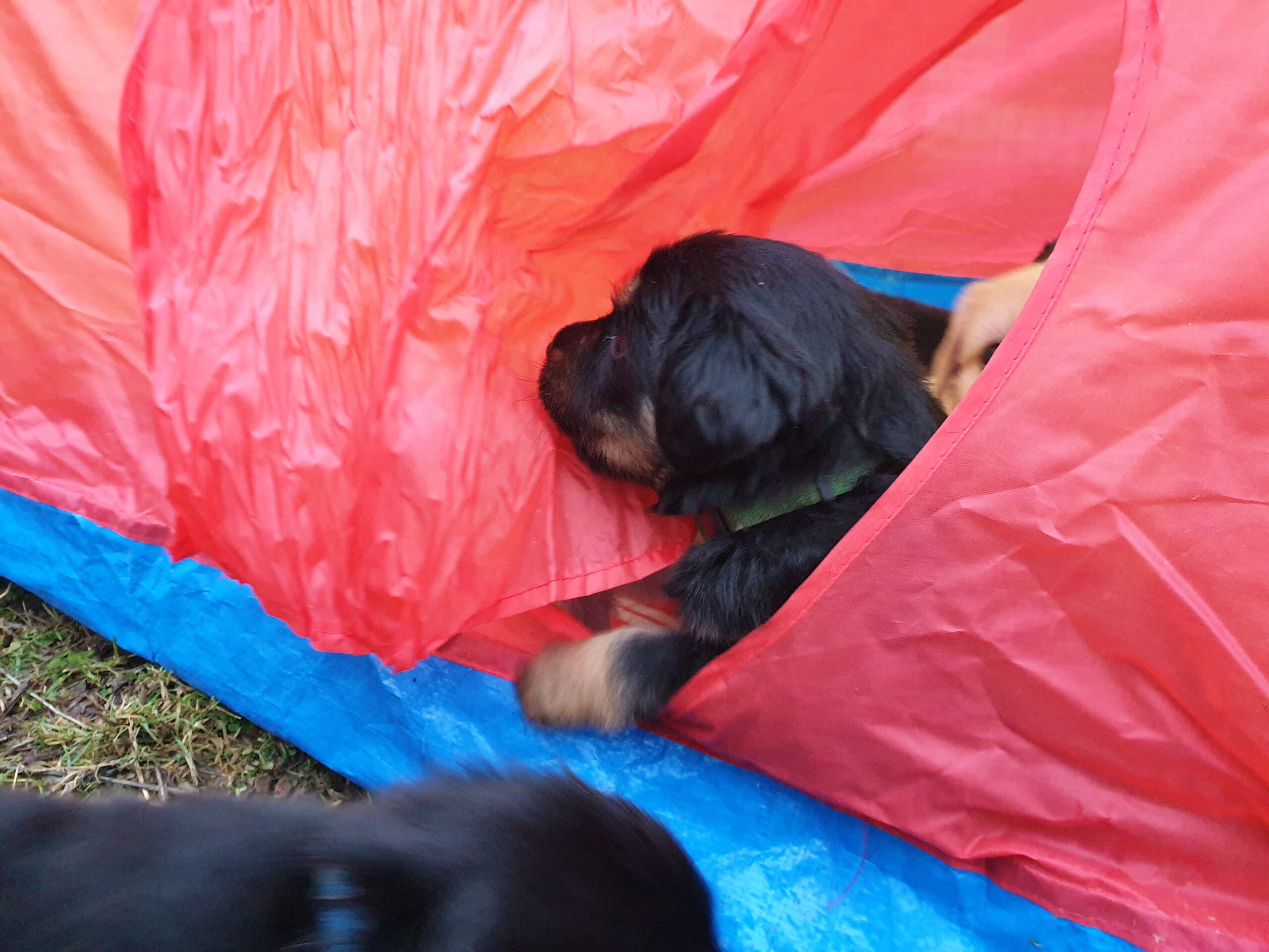 P-litter week 5 Puppy in his tent.