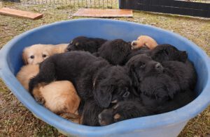 P-litter week 7 All together in the basket