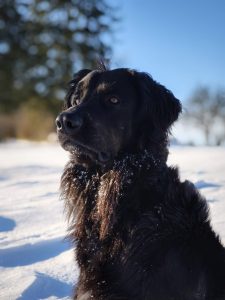 Rosie van de Romerweide genießt den Schnee